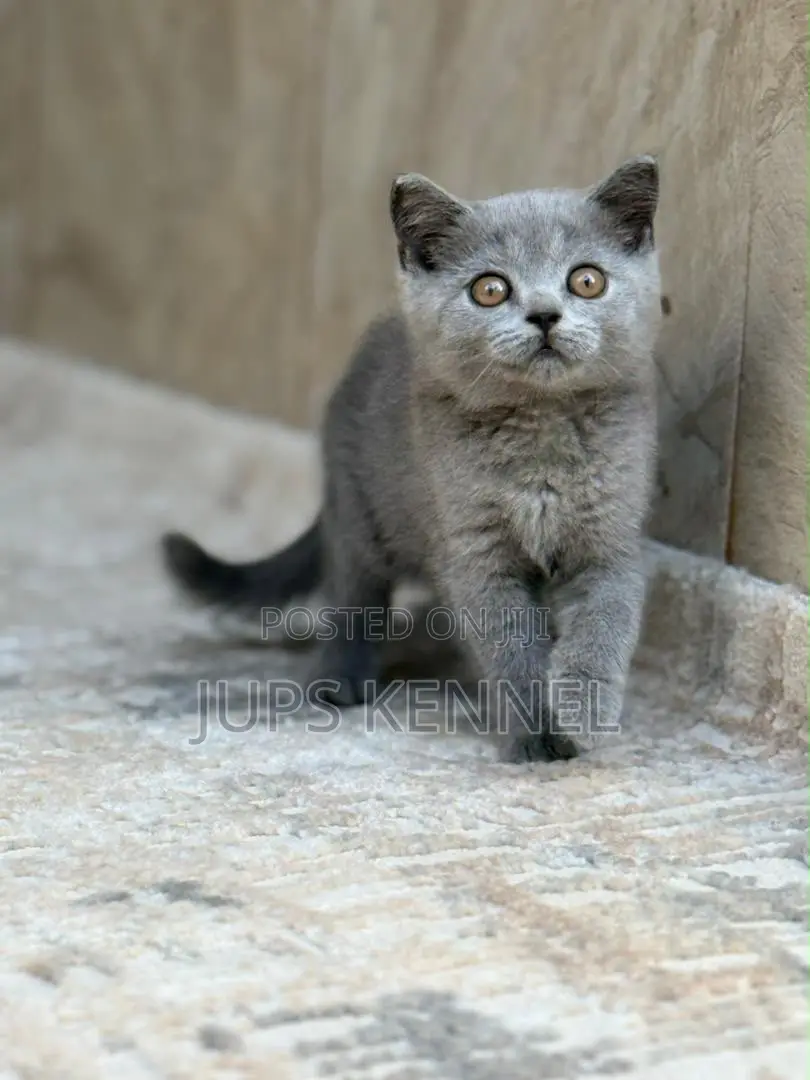 1-3 months Male Purebred British Shorthair