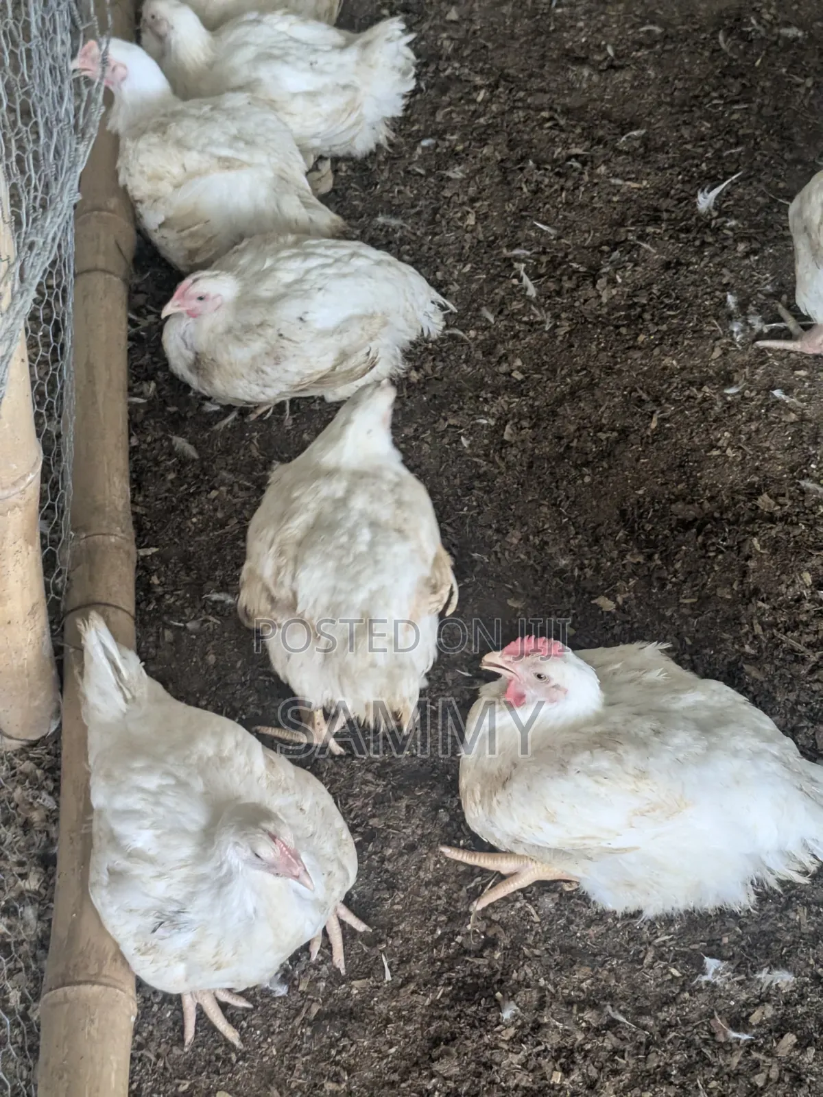 Broilers for Sale