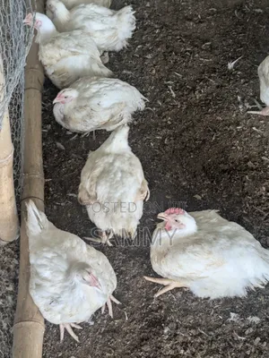Broilers for Sale