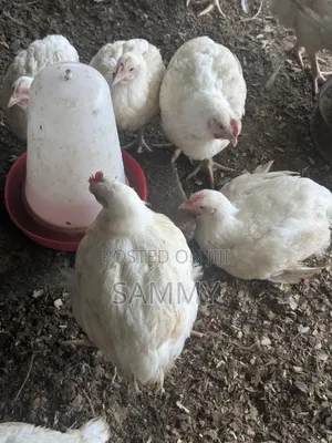 Broilers for Sale