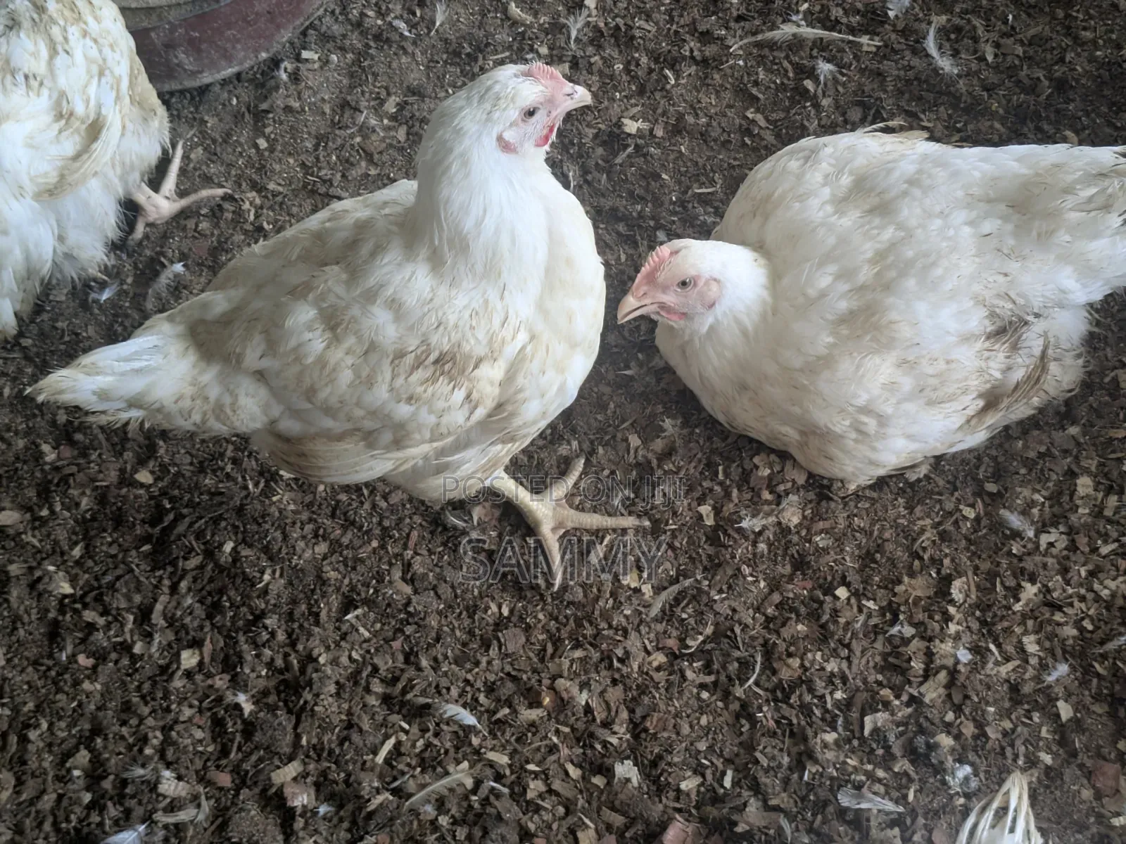 Broilers for Sale