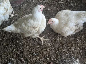 Broilers for Sale