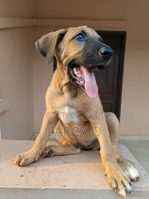 1-3 months Female Purebred Boerboel