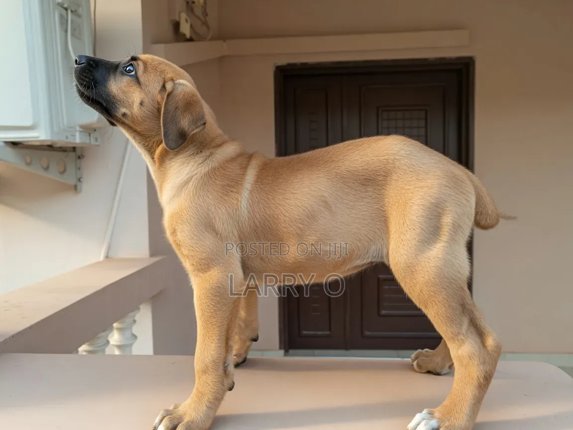 1-3 months Female Purebred Boerboel