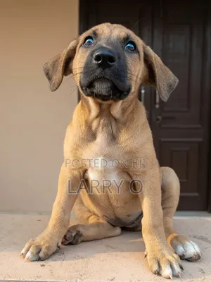 1-3 months Female Purebred Boerboel