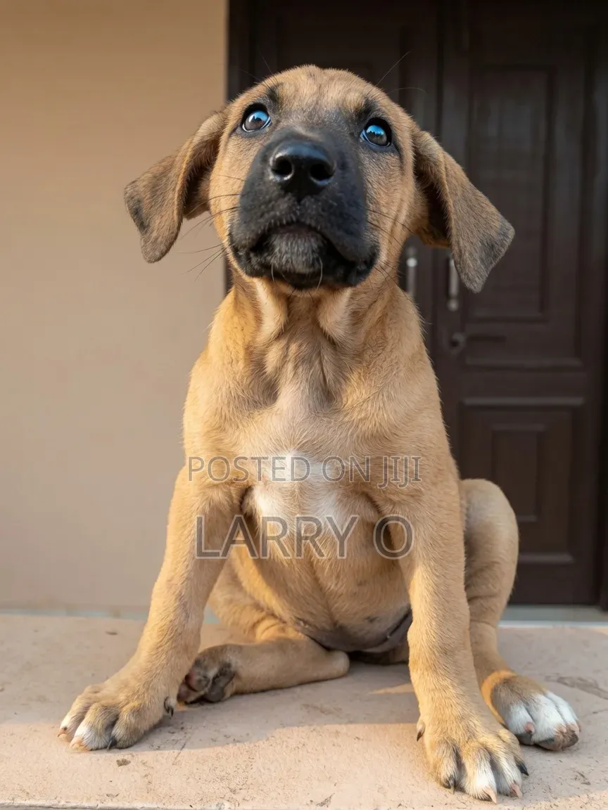 1-3 months Female Purebred Boerboel