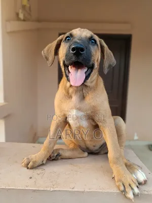 1-3 months Female Purebred Boerboel