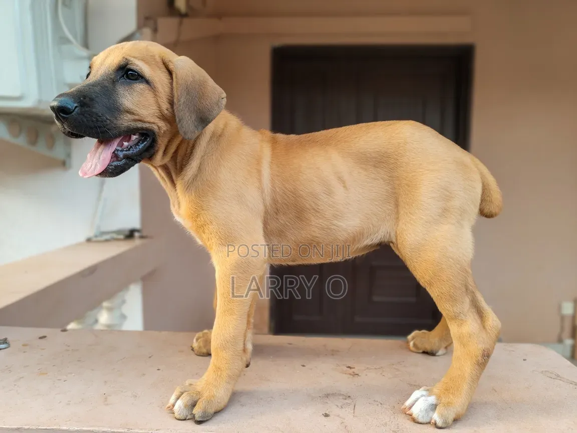 1-3 months Female Purebred Boerboel
