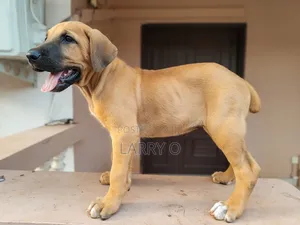1-3 months Female Purebred Boerboel