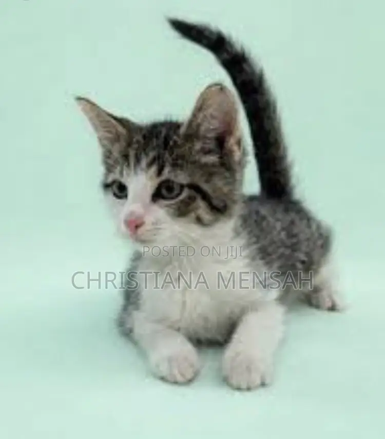 1-3 months Female Purebred Persian