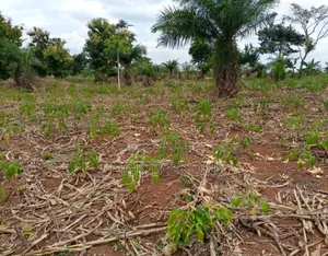 2 Plots of Leased Land