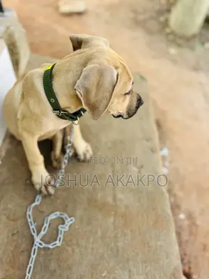 1-3 months Female Purebred Boerboel