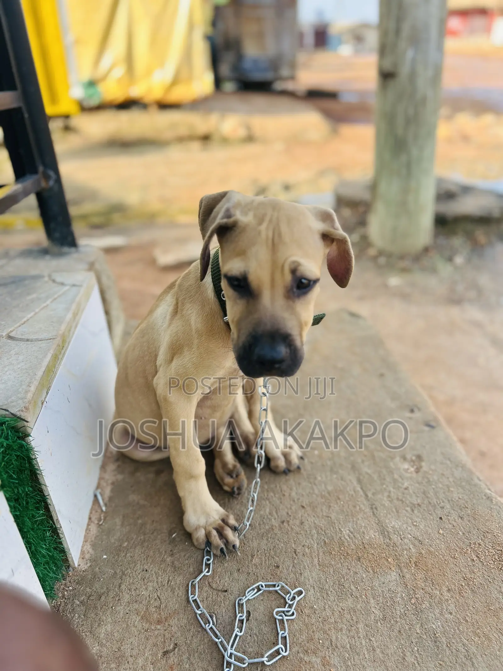 1-3 months Female Purebred Boerboel