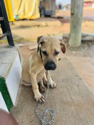 1-3 months Female Purebred Boerboel