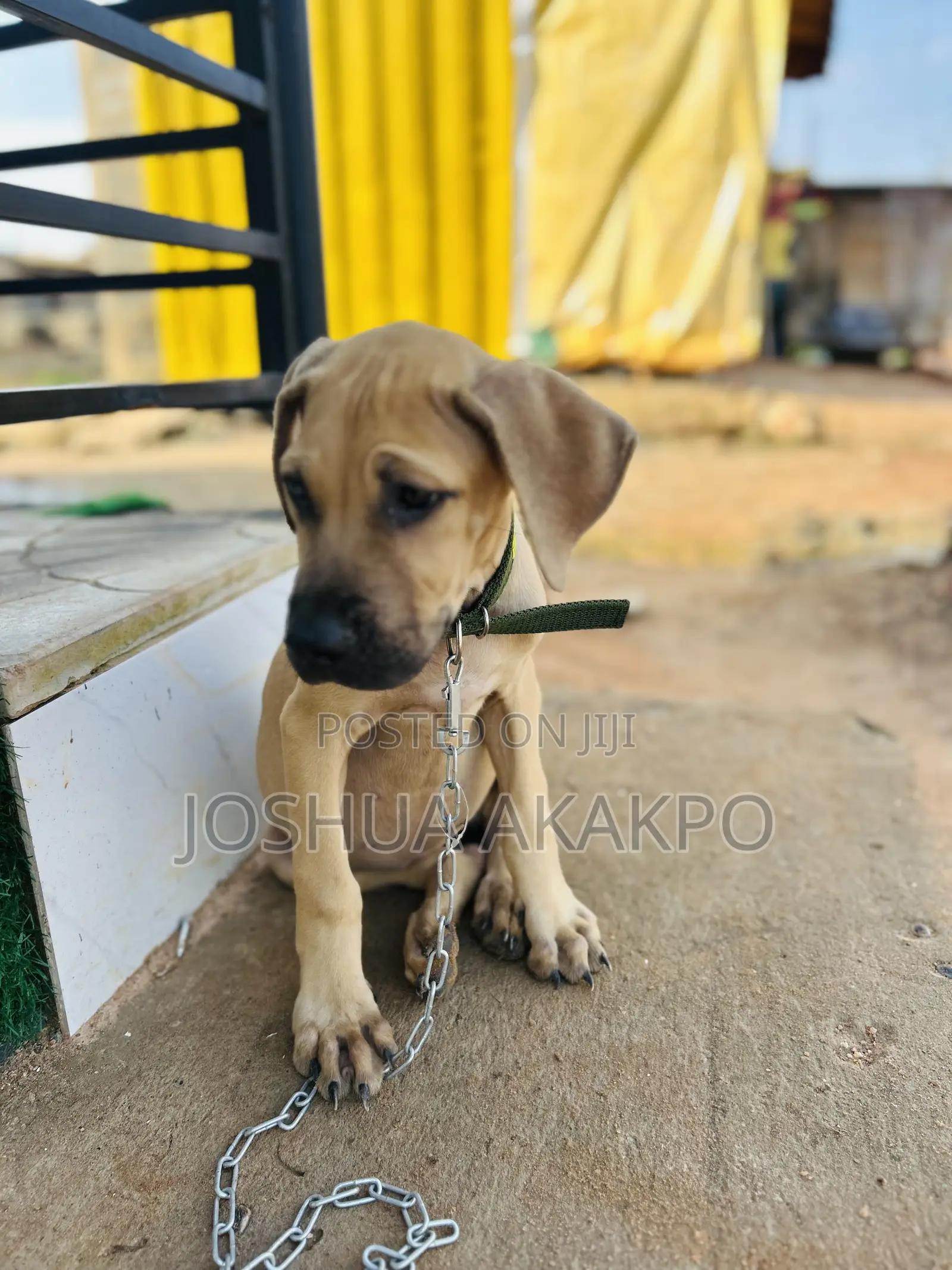 1-3 months Female Purebred Boerboel
