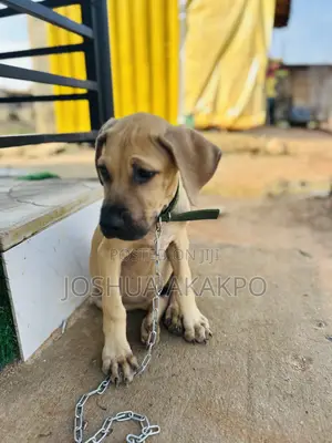 1-3 months Female Purebred Boerboel