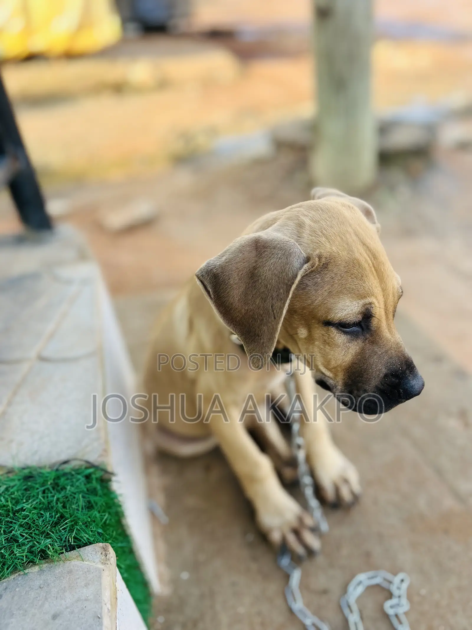 1-3 months Female Purebred Boerboel