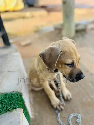 1-3 months Female Purebred Boerboel