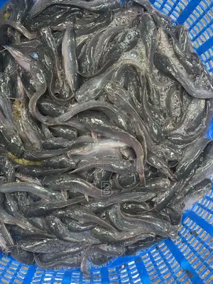 Catfish Fingerlings / Fast Shooters