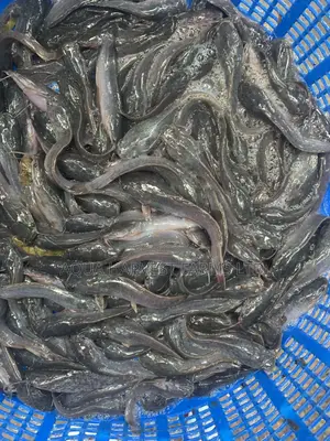 Catfish Fingerlings / Fast Shooters