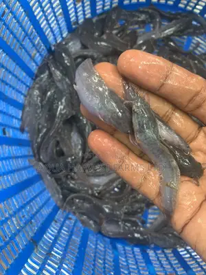Catfish Fingerlings / Fast Shooters