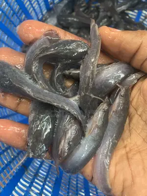Catfish Fingerlings / Fast Shooters