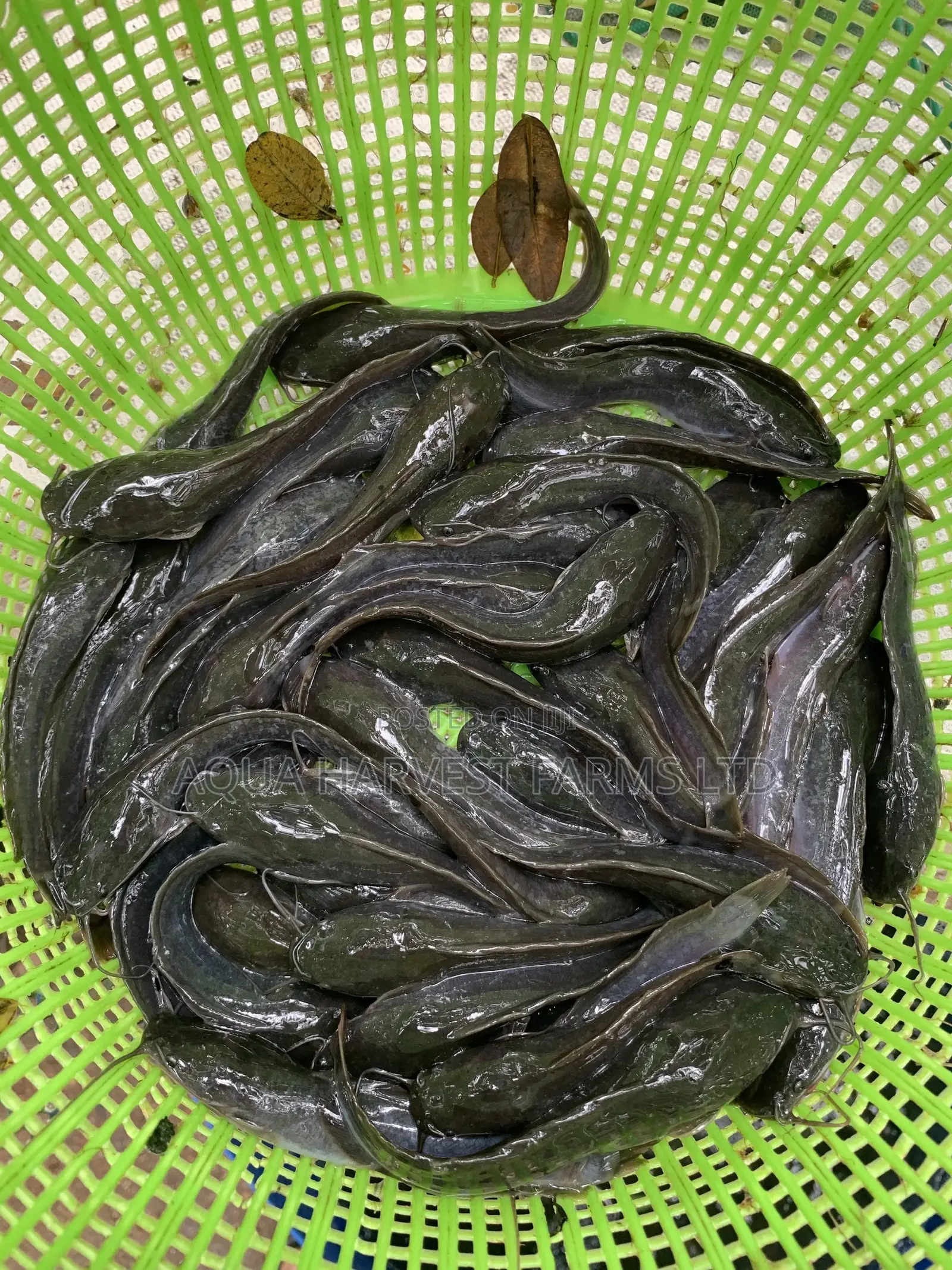 Catfish Fingerlings / Fast Shooters