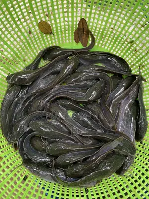 Catfish Fingerlings / Fast Shooters
