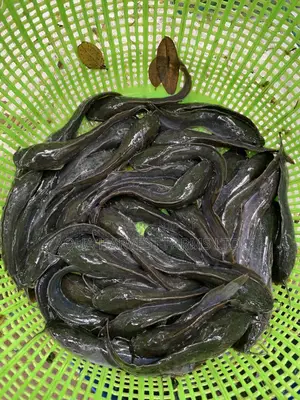Catfish Fingerlings / Fast Shooters
