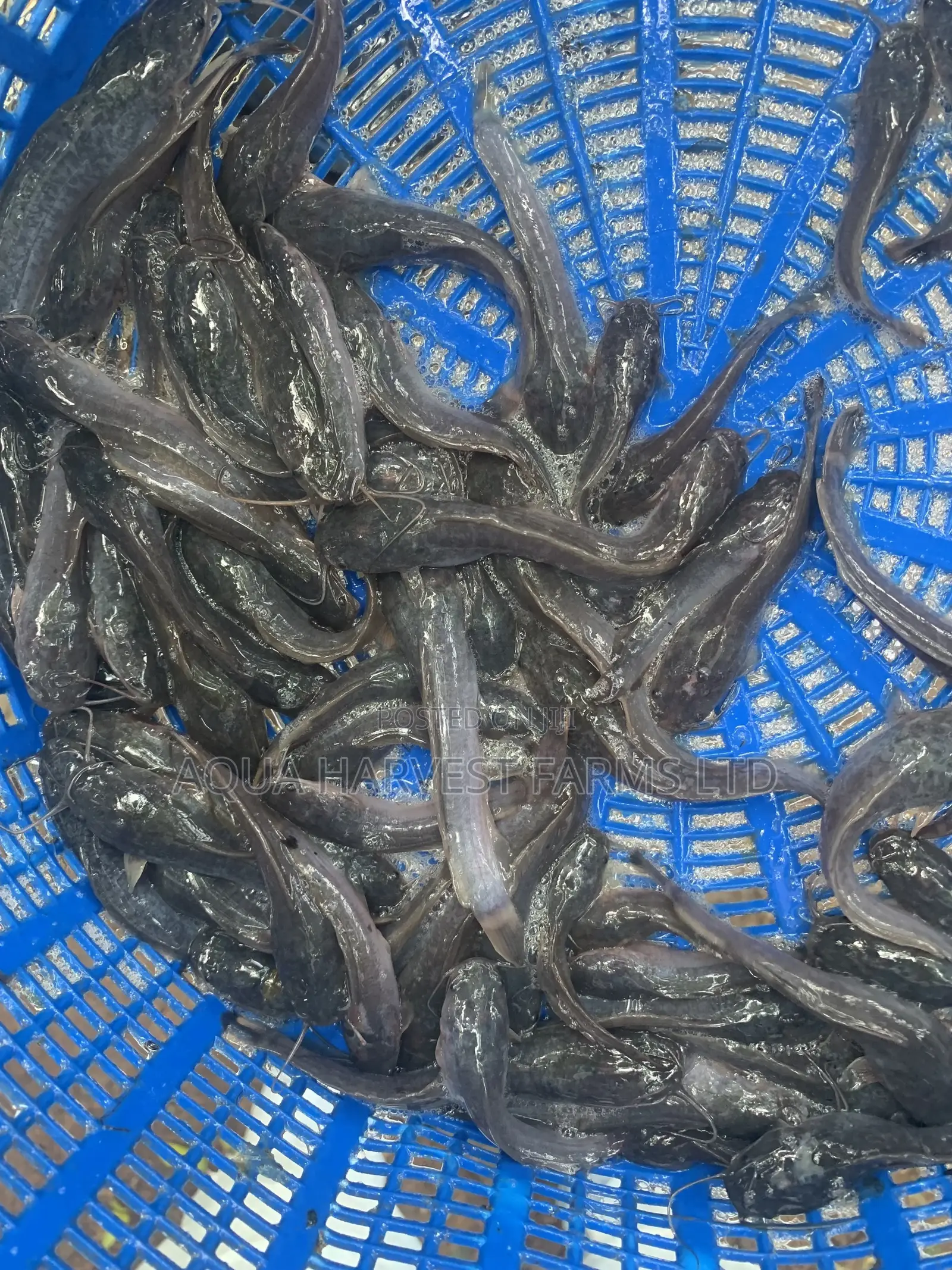 Catfish Fingerlings / Fast Shooters