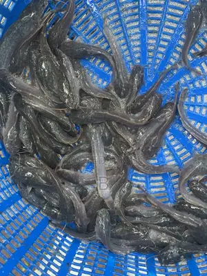 Catfish Fingerlings / Fast Shooters