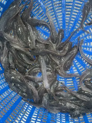 Catfish Fingerlings / Fast Shooters