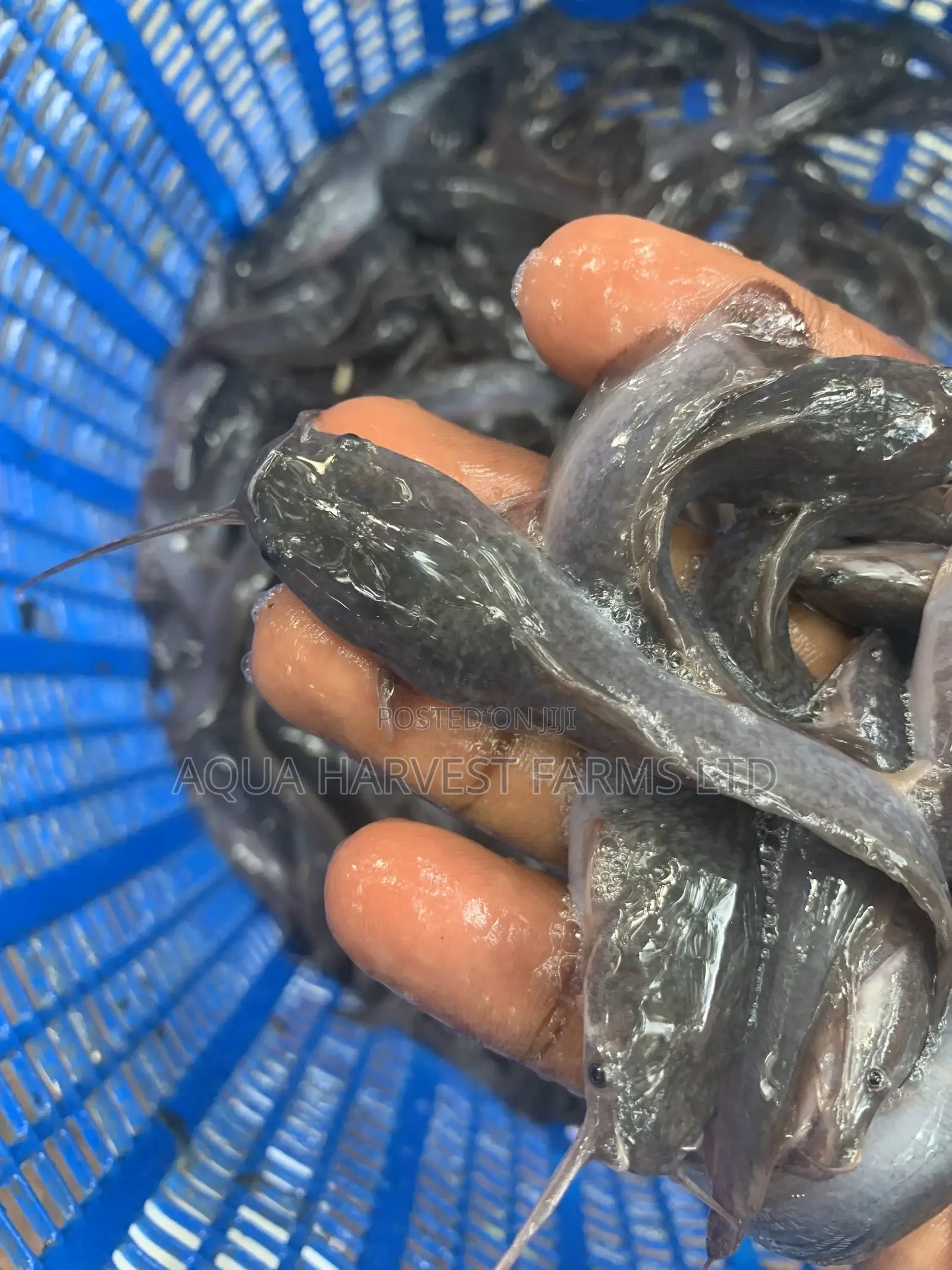 Catfish Fingerlings