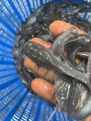 Catfish Fingerlings