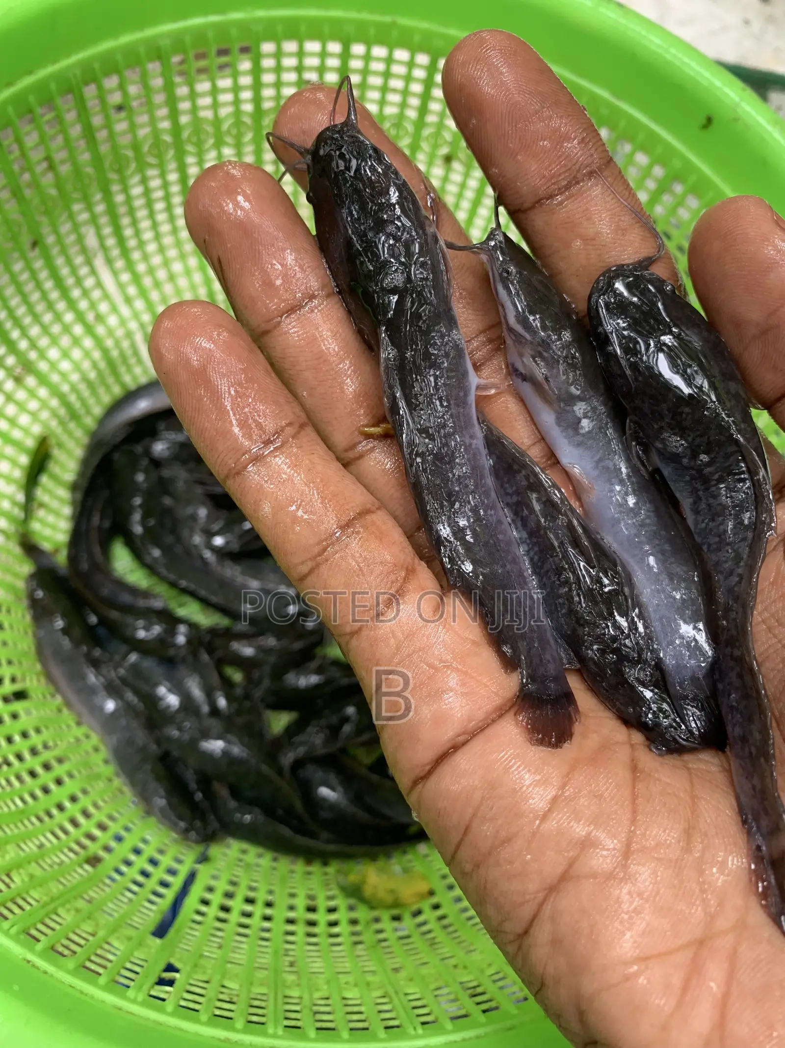 Catfish Fingerlings