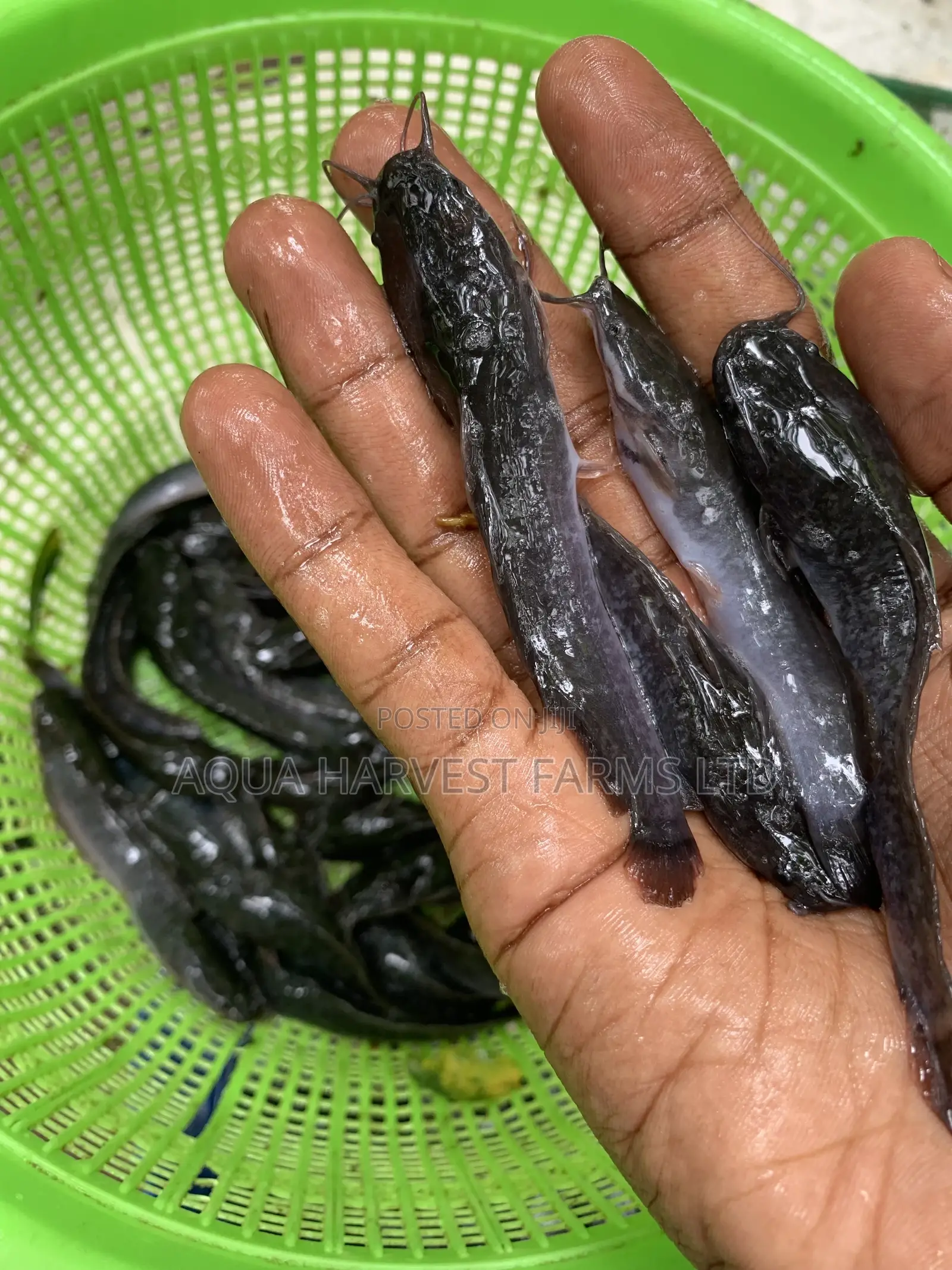 Catfish Fingerlings