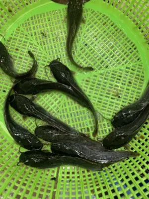 Catfish Fingerlings