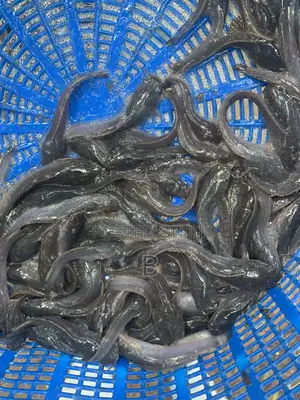 Catfish Fingerlings