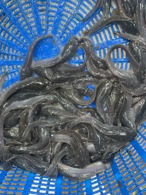 Catfish Fingerlings