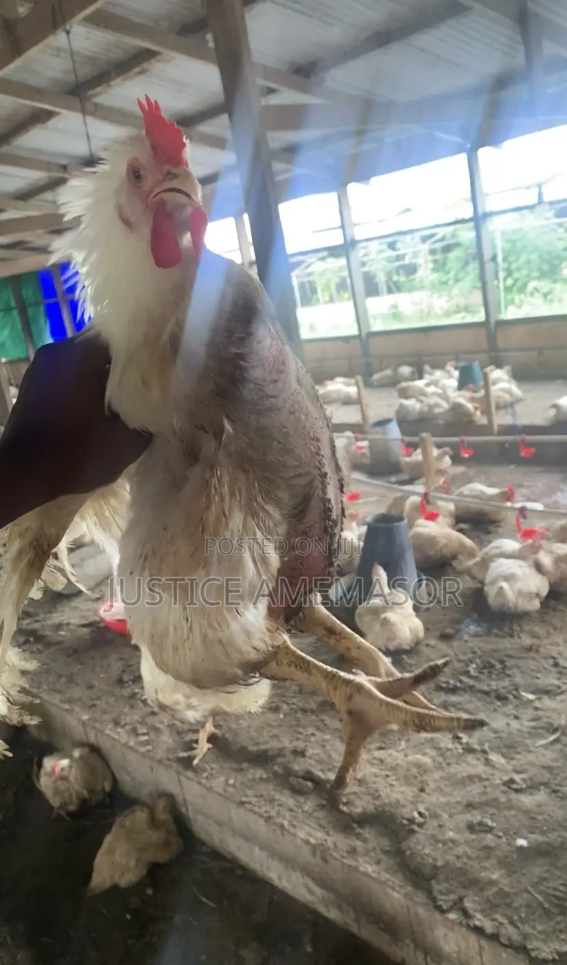 Live Broilers for Sale