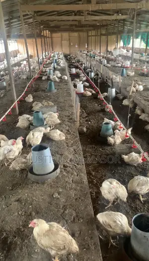 Live Broilers for Sale