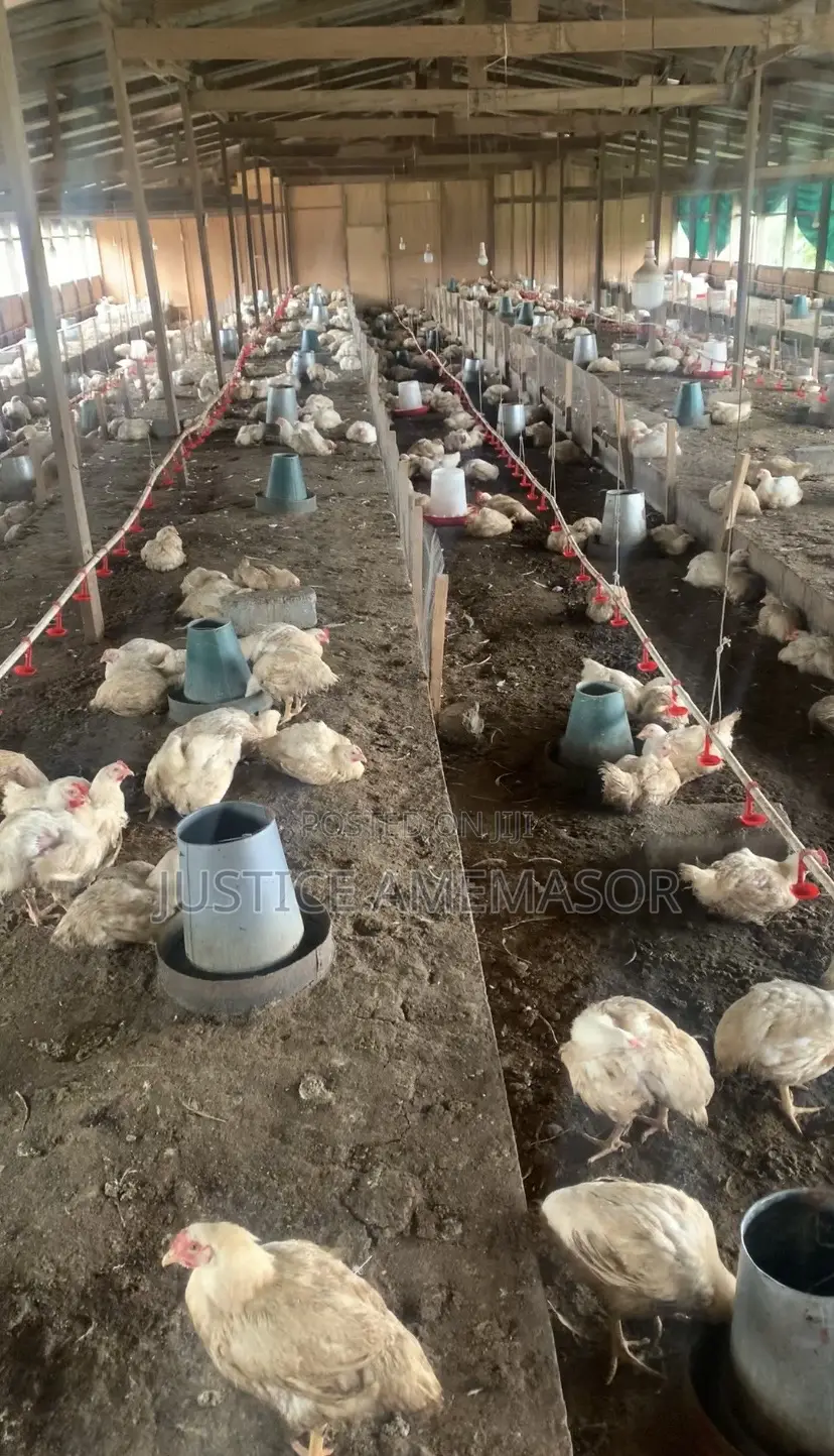 Live Broilers for Sale
