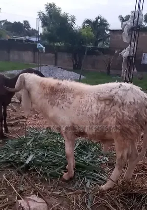 Balami Ram