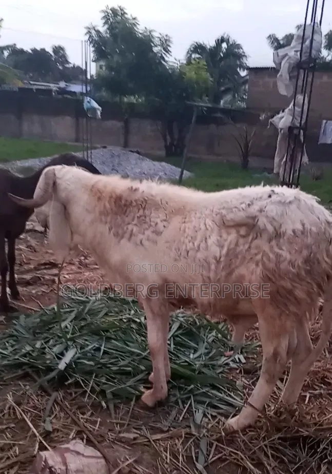 Balami Ram