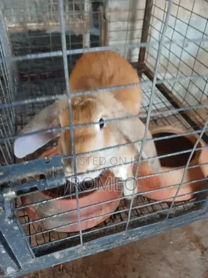 Live Rabbits