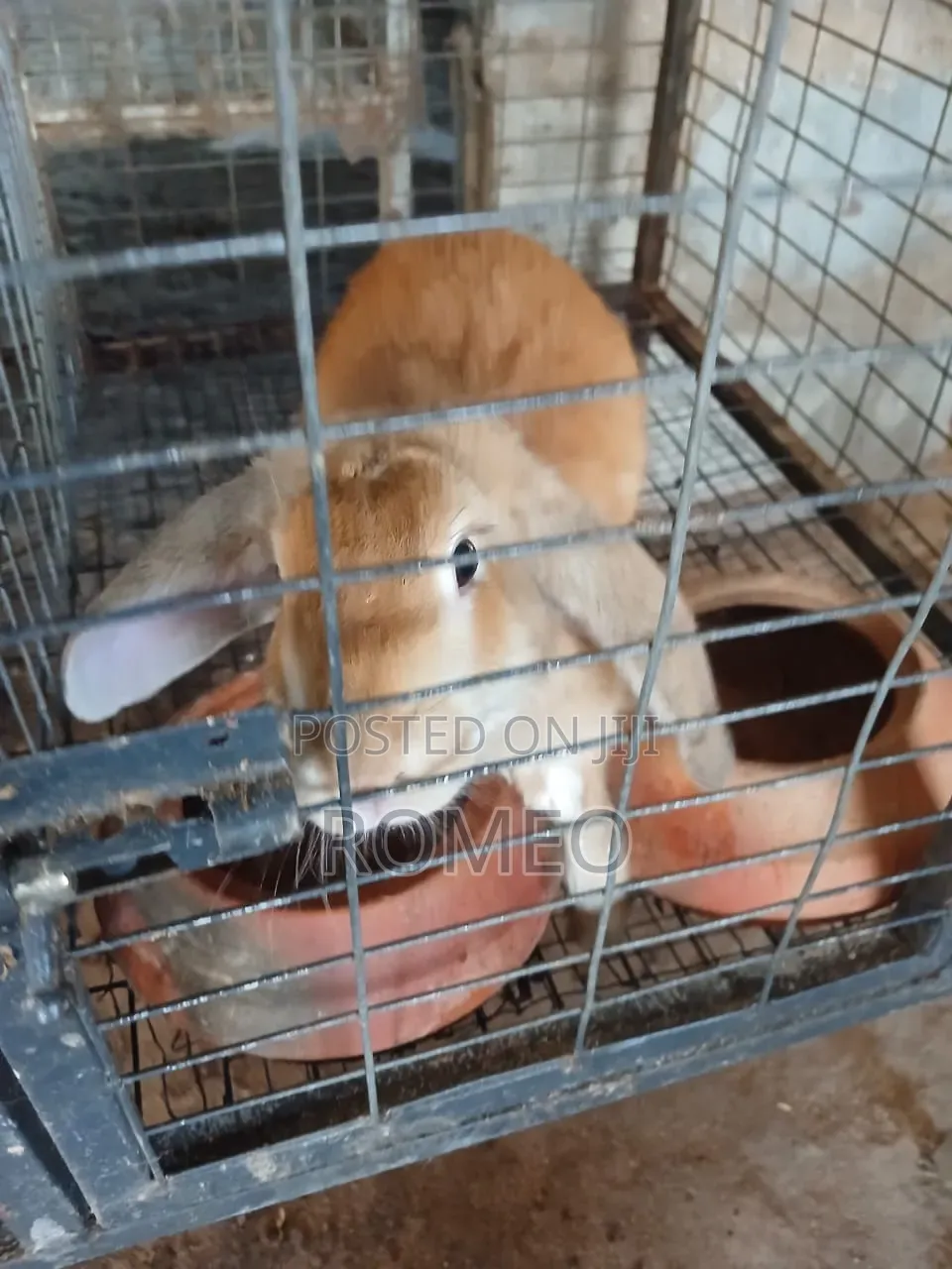 Live Rabbits