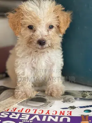 1-3 months Female Purebred Poodle