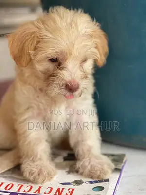 1-3 months Female Purebred Poodle