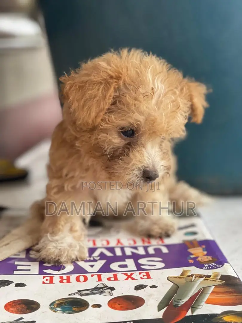 1-3 months Female Purebred Poodle