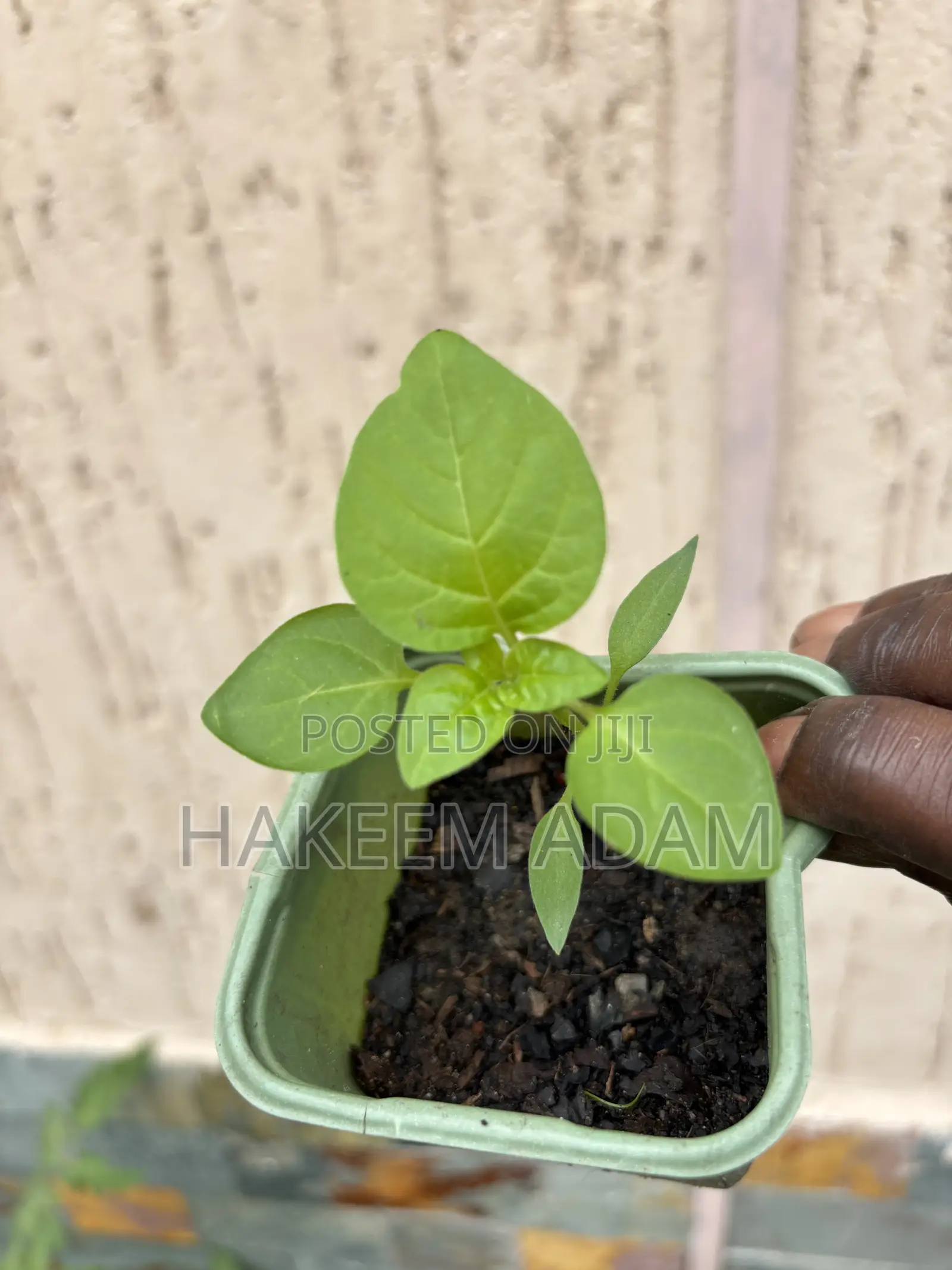 Pepper Seedlings